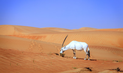Arabian Oryx