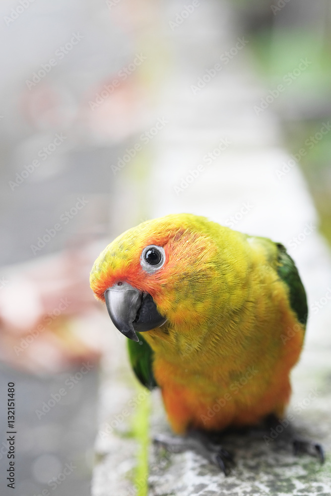 Wall mural young sun conure parrot standing on the ground - soft focus