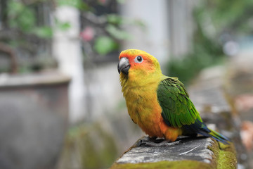 Young Sun Conure parrot standing on the ground - Soft Focus