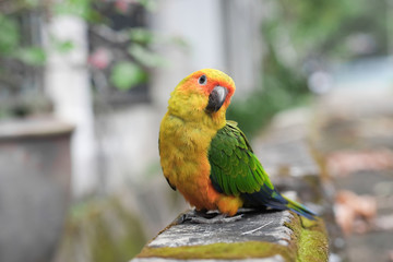 Naklejka premium Young Sun Conure parrot standing on the ground - Soft Focus