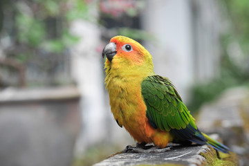 Young Sun Conure parrot standing on the ground - Soft Focus