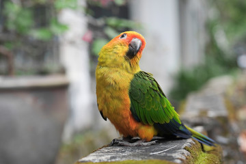 Young Sun Conure parrot standing on the ground - Soft Focus
