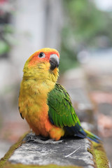 Young Sun Conure parrot standing on the ground - Soft Focus