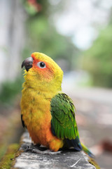 Young Sun Conure parrot standing on the ground - Soft Focus