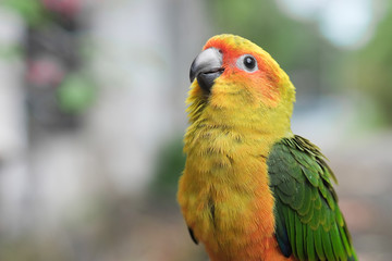 Young Sun Conure parrot standing on the ground - Soft Focus