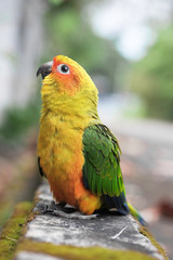 Young Sun Conure parrot standing on the ground - Soft Focus