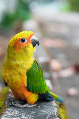 Young Sun Conure parrot standing on the ground - Soft Focus