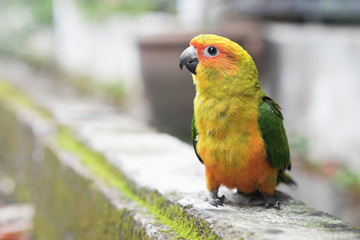 Young Sun Conure parrot standing on the ground - Soft Focus