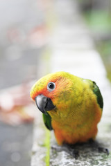 Young Sun Conure parrot standing on the ground - Soft Focus