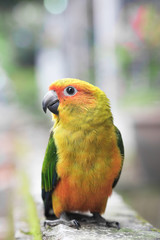 Young Sun Conure parrot standing on the ground - Soft Focus