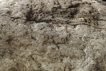 Part of the old worm-eaten wood