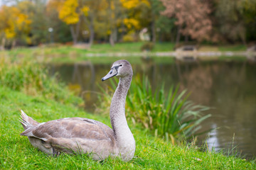 Obraz premium Swan in the meadow near the lake.