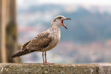 Screaming Seagull, close-up.