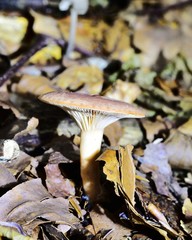 Autumn Fruiting Fungi