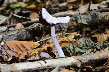 Obraz premium Autumn Fruiting Fungi