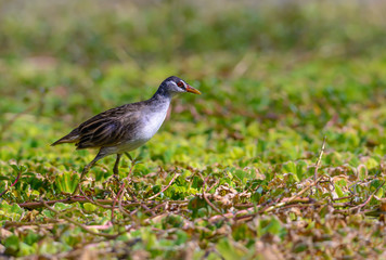 Aves,Beautiful bird,Crake,Nature,Ornithology,Pool,Porzana cinerea,Poultry,Rallidae,Thailand,Water bird,Wetland,animal,bird,brown bird,close up,colorful bird,lagoon,outdoor,pond,waterfowl,wildlife,prow