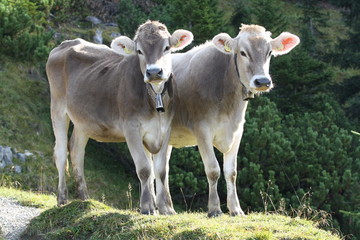 Jungkühe in den Alpen