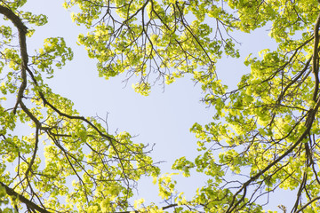 Nature in spring. Tree with fresh leaves and blue sky. Vibrant colorful nature detail. Concept of springtime, growth and vitality.