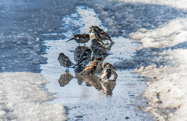 birds sparrows bathe in a pool