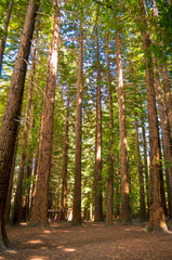 Fall foliage in West Virginia