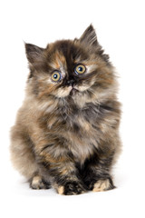 Cute cat seated white background funny face