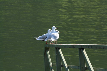 Möwen am pier