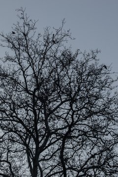 Birds on highest branches