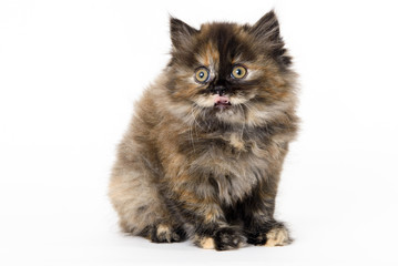 2 months scottish straight cat seated with white background
