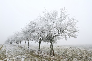 Arbres gelés/ Arbres fruitiers sous le gèle en hiver à la campagne