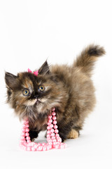 beautiful tricolor cat wearing pink pearl necklace