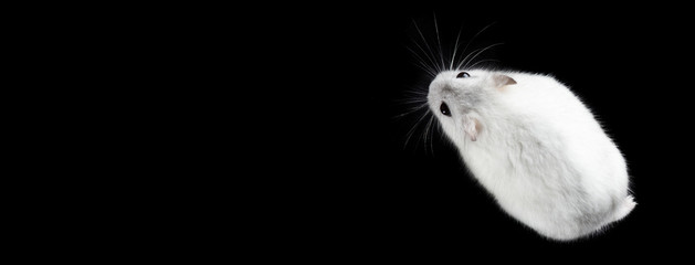 photo of Jungar hamster on a black background