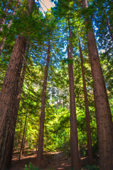 Fototapeta premium Fall foliage in West Virginia