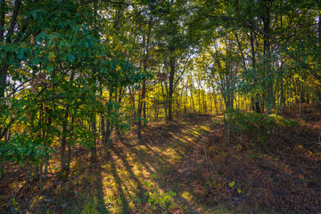 Fall foliage in West Virginia