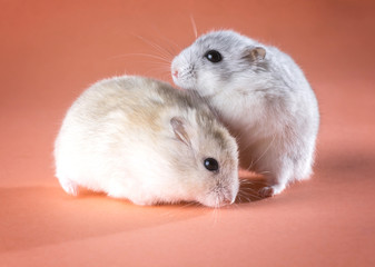 photo of funny decorative rodents, hamsters