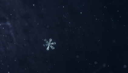 Obraz na płótnie Canvas natural snowflakes, photo real snowflakes during a snowfall, under natural conditions at low temperature
