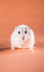 photo cute Jungar hamster walking