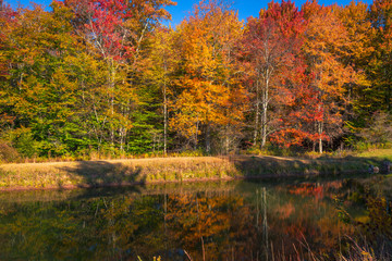 Colorful Fall trees next to a lake