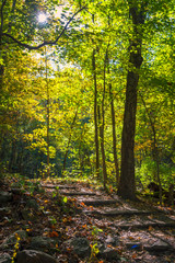 Fototapeta premium Fall foliage in West Virginia