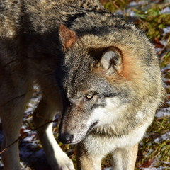 wolf in nature reserve Bavarian forest in Germany