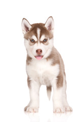 brown siberian husky puppy isolated on white