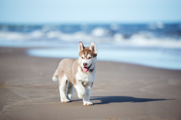 siberian husky puppy on a beach