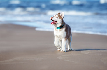 adorable siberian husky puppy walking on a beach © otsphoto
