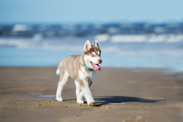 adorable siberian husky puppy walking by the sea