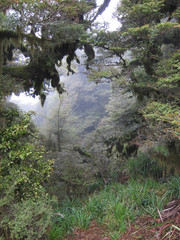 New Zealand bush or rain forest