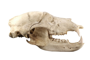 Big brown bear (Ursus arctos) old skull isolated on a black background. Isolation by pen tool. Lateral view. Focus on full depth.