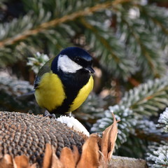 Naklejka premium great tit and sunflower