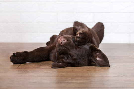 funny labrador puppy sleeping on the floor upside down