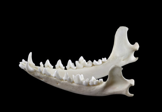 Jaw of desert fox fennec (Vulpes zerda) isolated on a white background.  Lateral view.