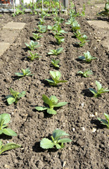 Broad beans