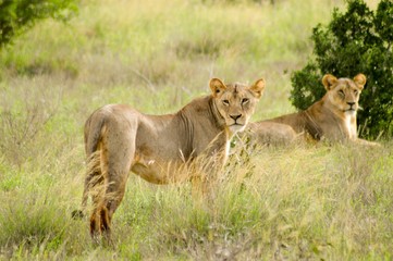 Fototapeta na wymiar Two lionesses lying